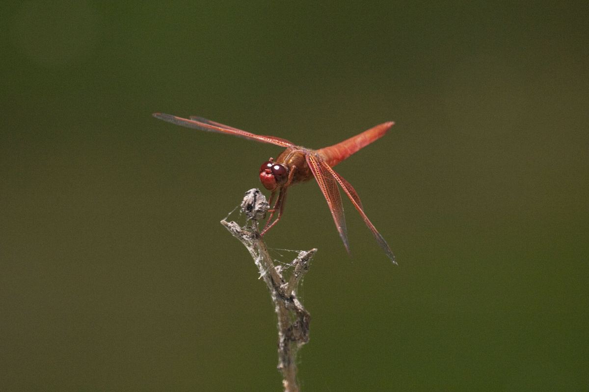 Wildlife photograph from the photo journal