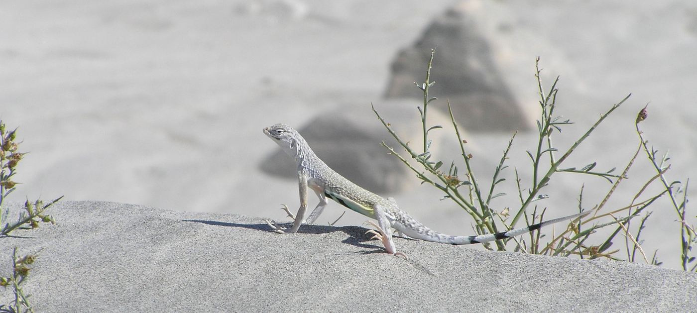 Zebra-tail lizard in Coachella desert
