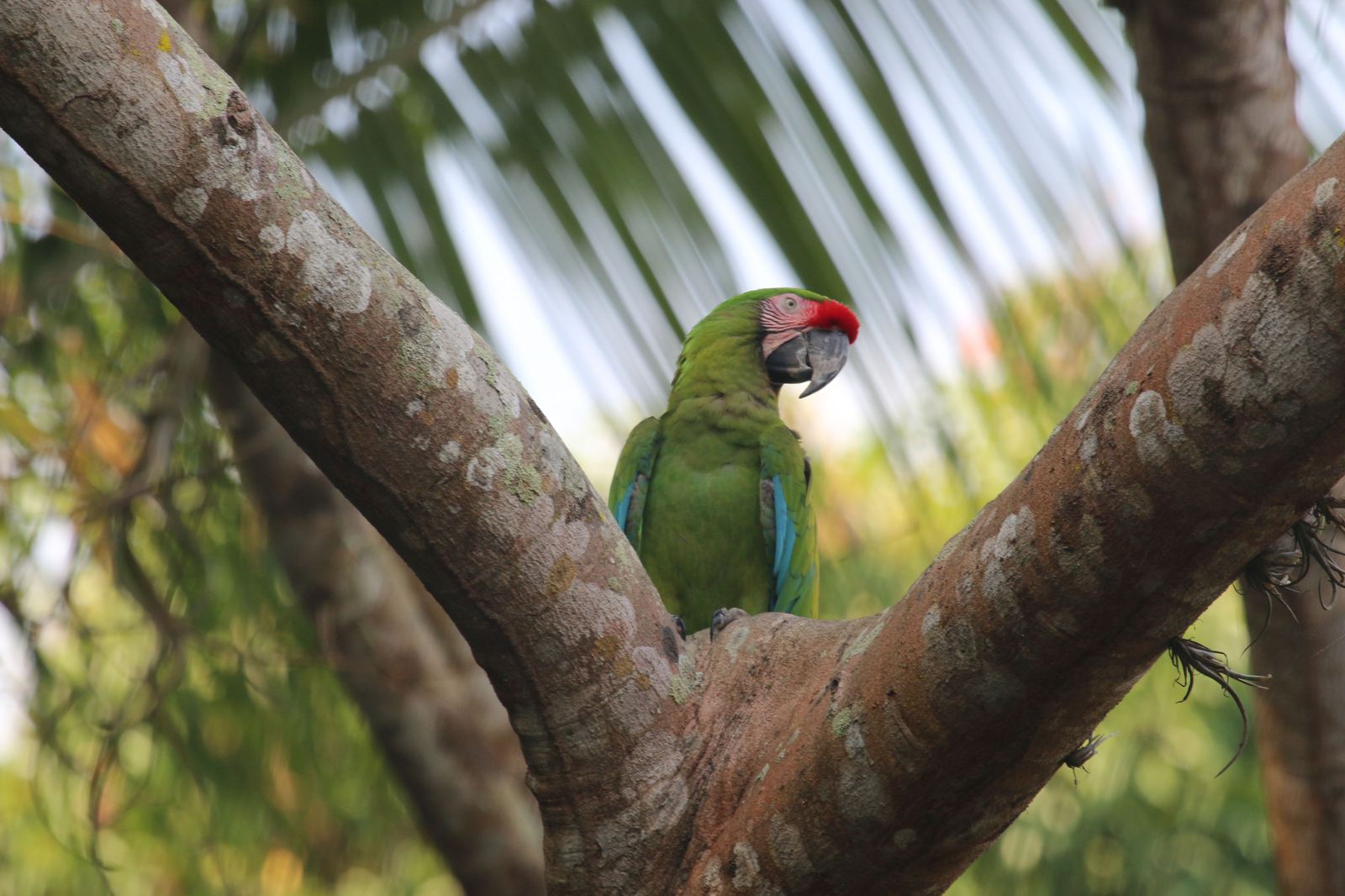 A green macaw with a red crown perched in a tree, photographed by Nieves Monge